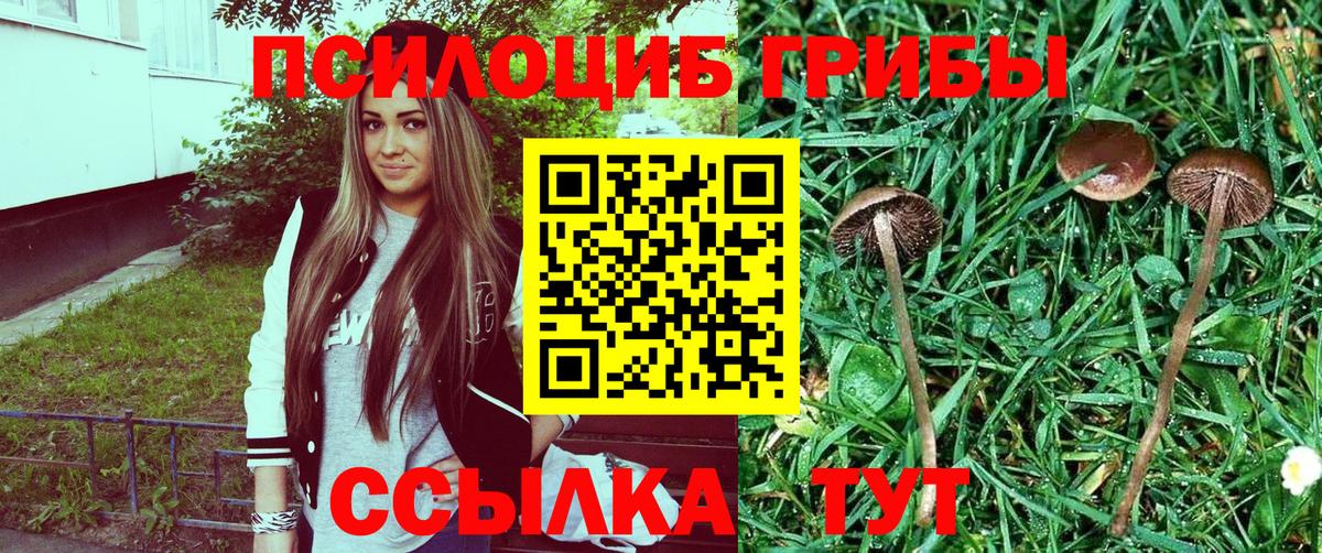 Сертолово  Галлюциногенные грибы Psilocybe  Вход с VPN  Псилоцибиновые грибы мухоморы 